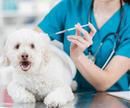 dog vaccinations in Thetford Center