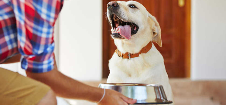 animal hospital nutritional consulting in Corinth