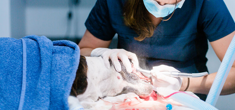 Woodville animal hospital veterinary operation