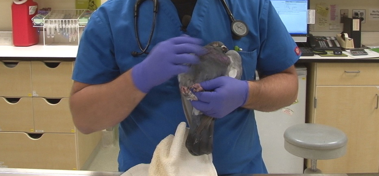 bird regular veterinary clinic in Vinemont dispensary