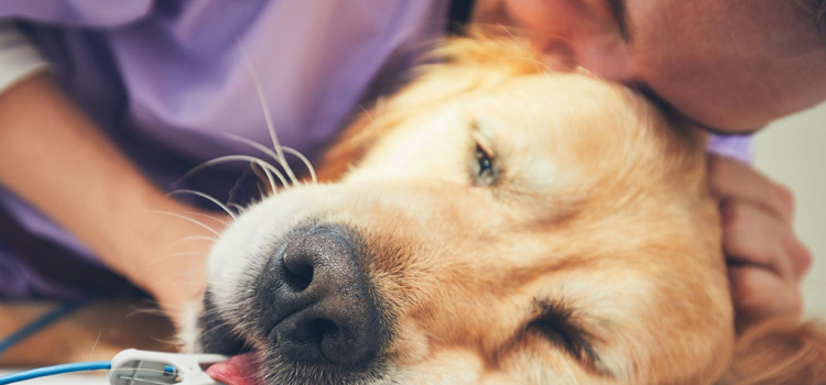 Dog Euthanasia Drugs surgery in Vinemont
