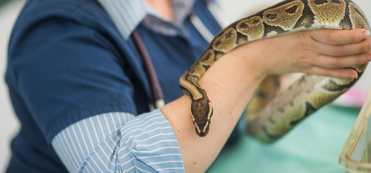  vet care for reptiles procedure in Milton